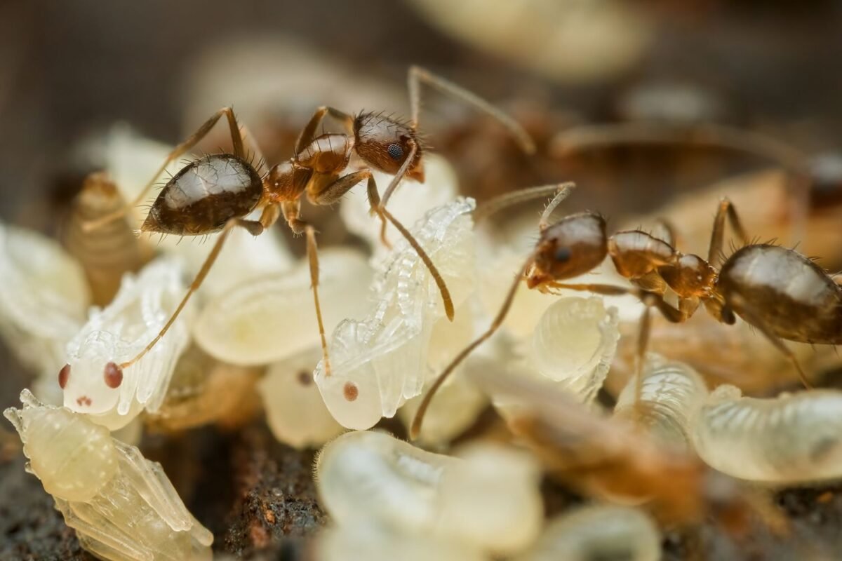 Can Insects Teach Us About Community? Decoding ‘altruistic Signalling’ And Social Immunity!