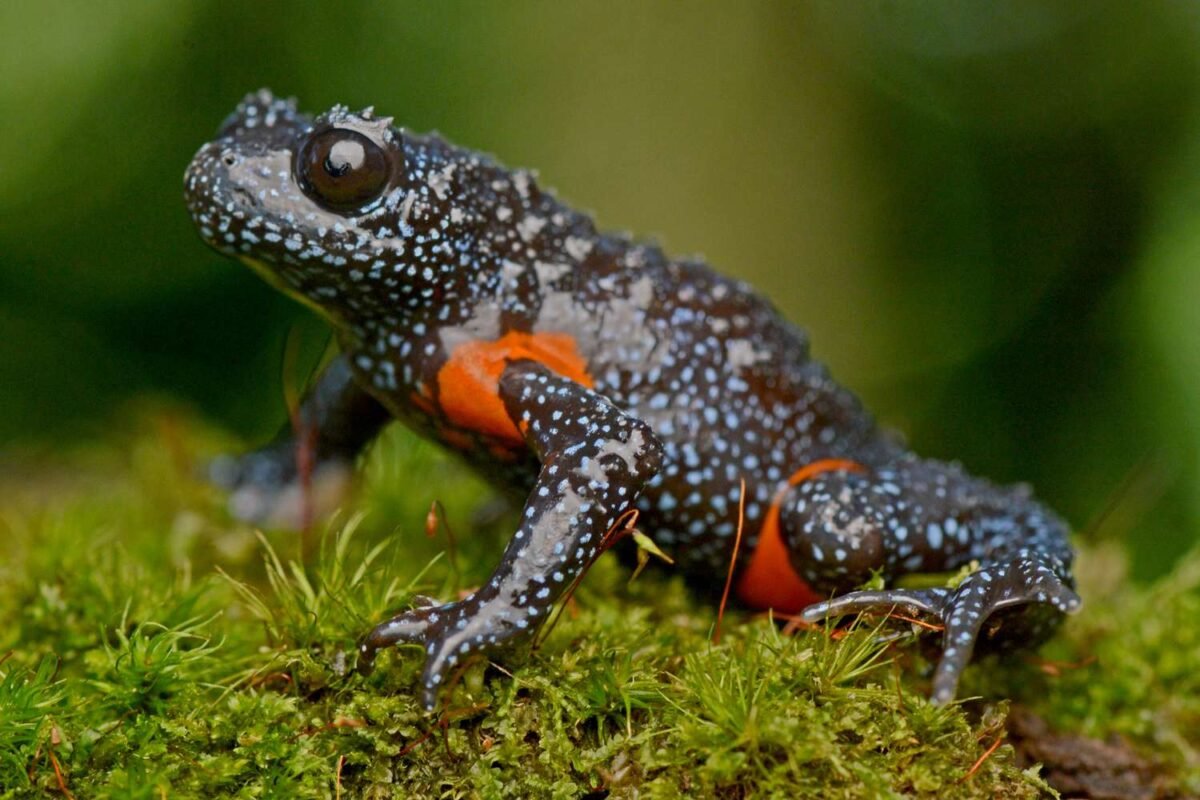 Are These ‘cosmic’ Frogs The Most Breathtaking Rare Amphibians You’ve Ever Seen?