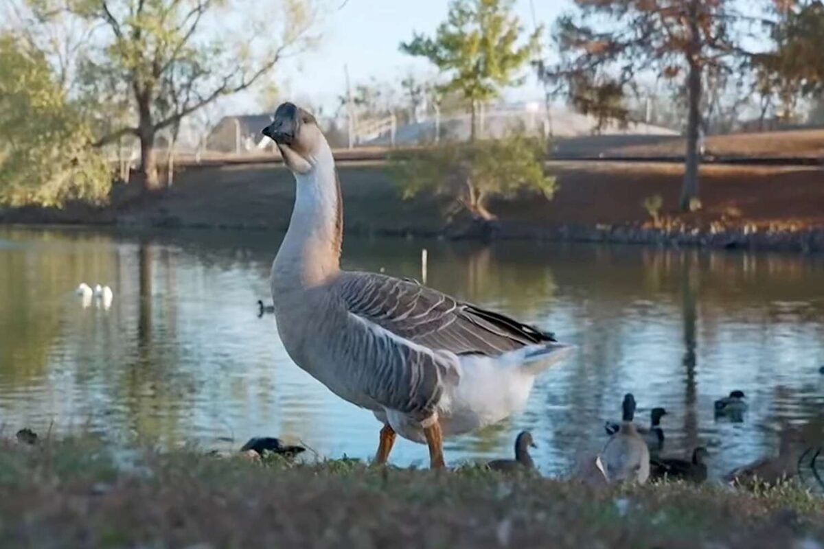 Is This Deadly Animal Attack Proof We Need Better Wildlife Management? She