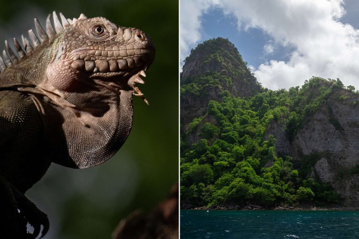 Shocking Boom: Is This Tiny Island Drowning In Lesser Antillean Iguanas?