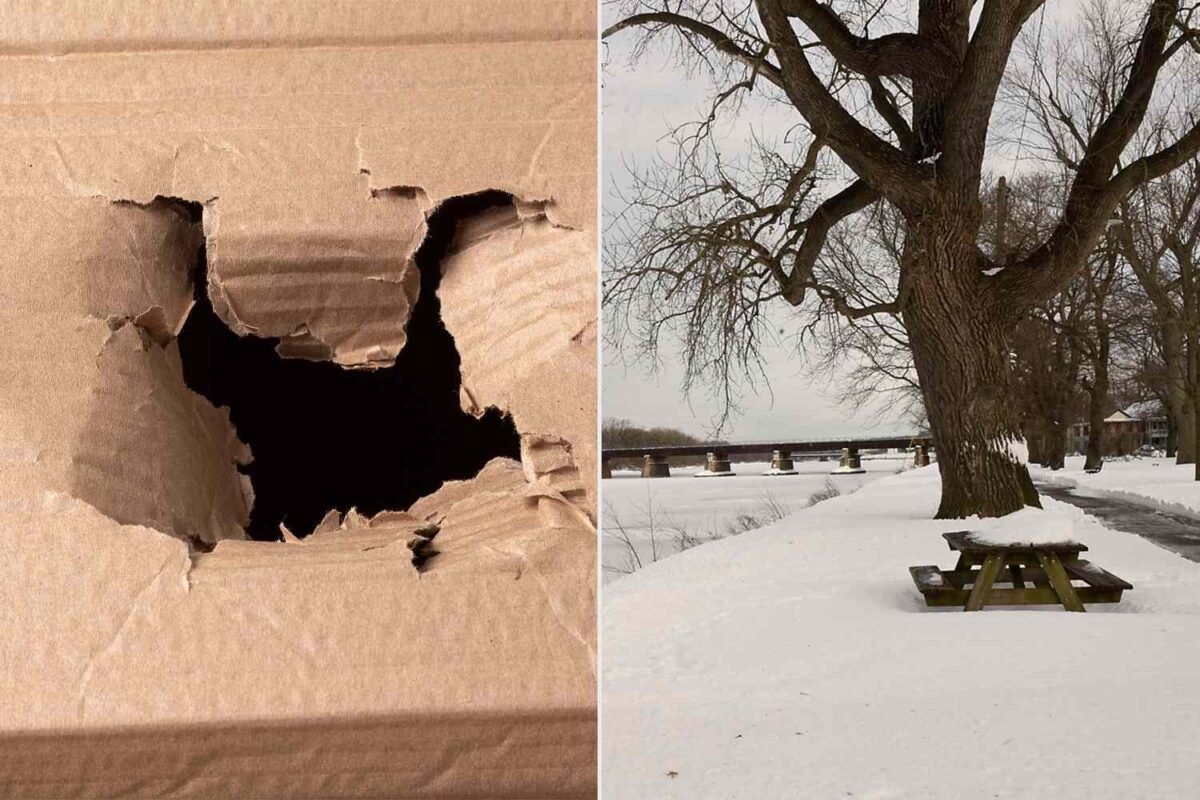 Abandoned In A Box: Will This Yorkie Poo Survive The Freezing Weather Trauma?