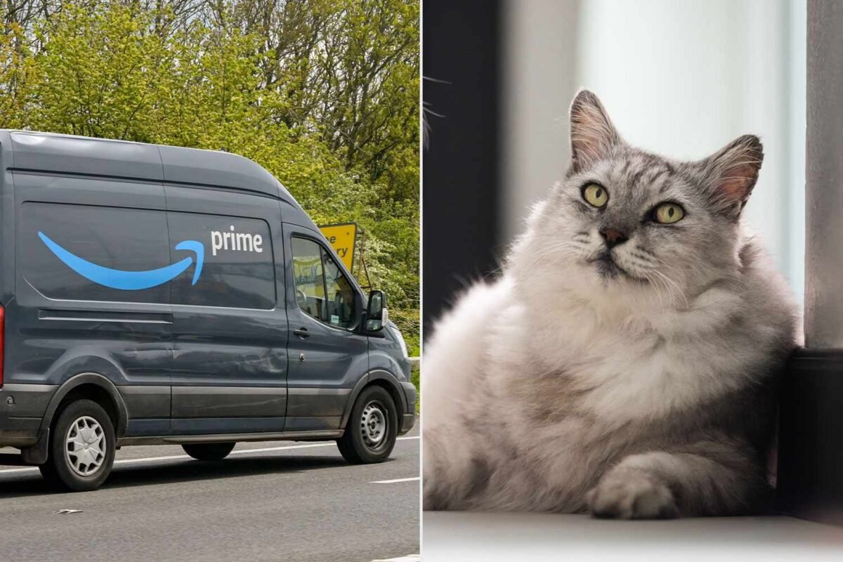 You Won’t Believe The ‘festive Energy’ These Cats Are Spreading! Hold Everything!