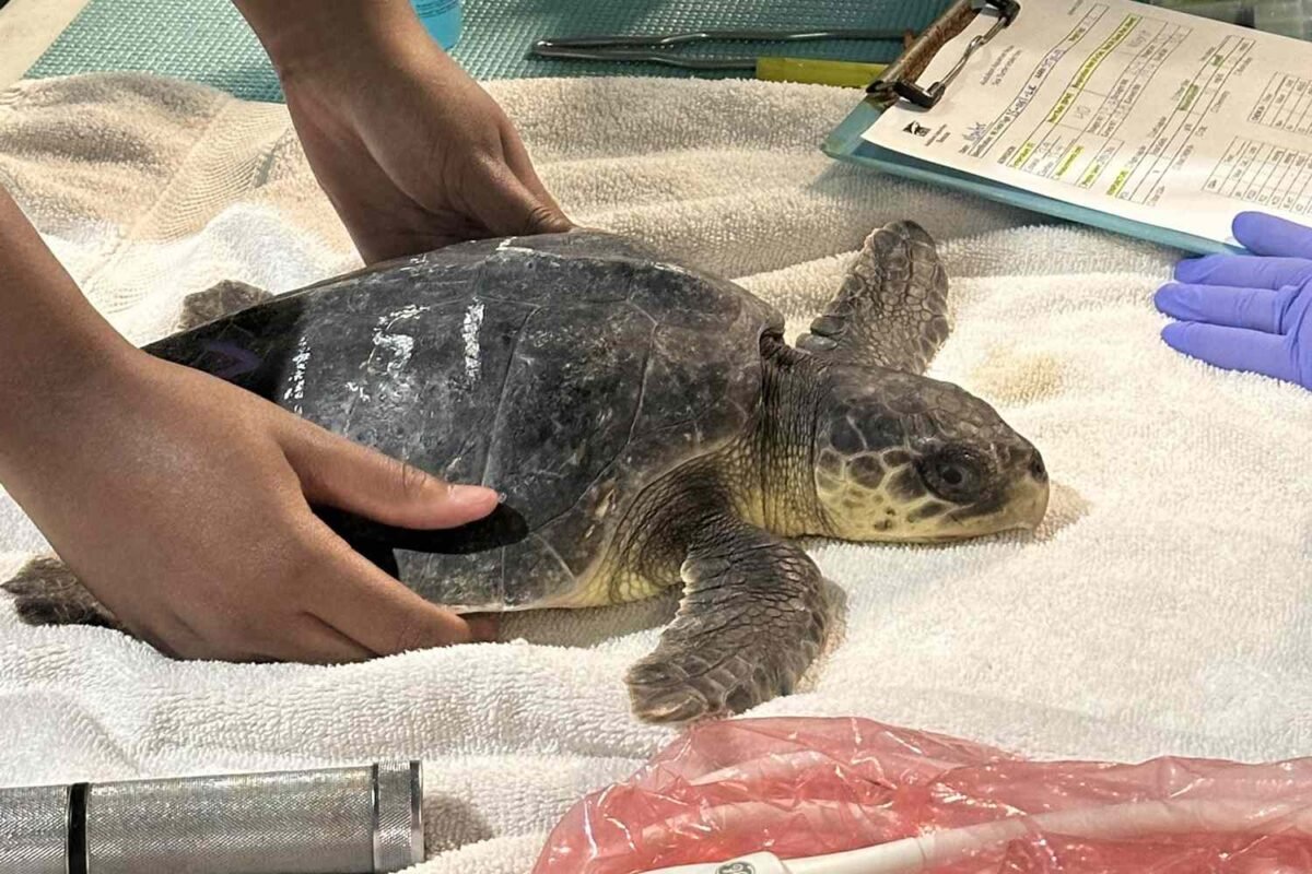 Can These Critically Injured Turtles Really Go Home? Inside Audubon Aquarium’s Epic