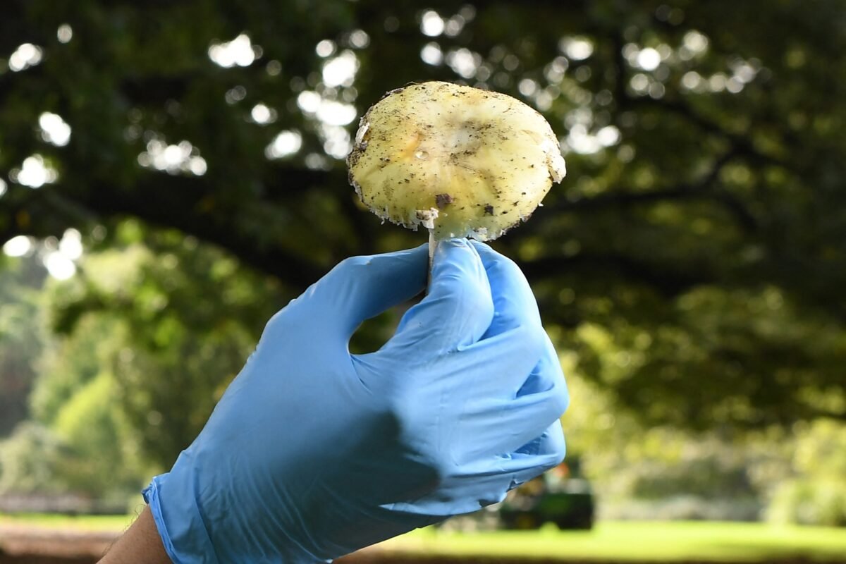 Is This Innocent Looking Mushroom A Silent Killer? California’s Deadly Foraging Warning!