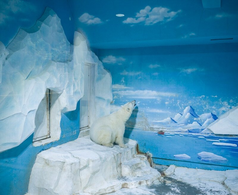 Can Four Jaw Dropping Photos Actually Predict Our Planet’s Wildest Trends? Forget The