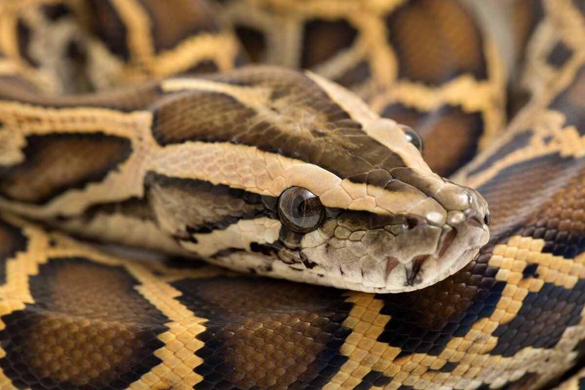 Is Florida Losing The War? Burmese Pythons Just Found A Way To