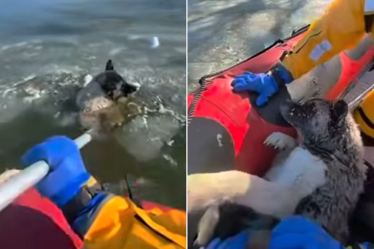 Heart Stopping Rescue: Did St. Louis Firefighters Just Save This Dog From The