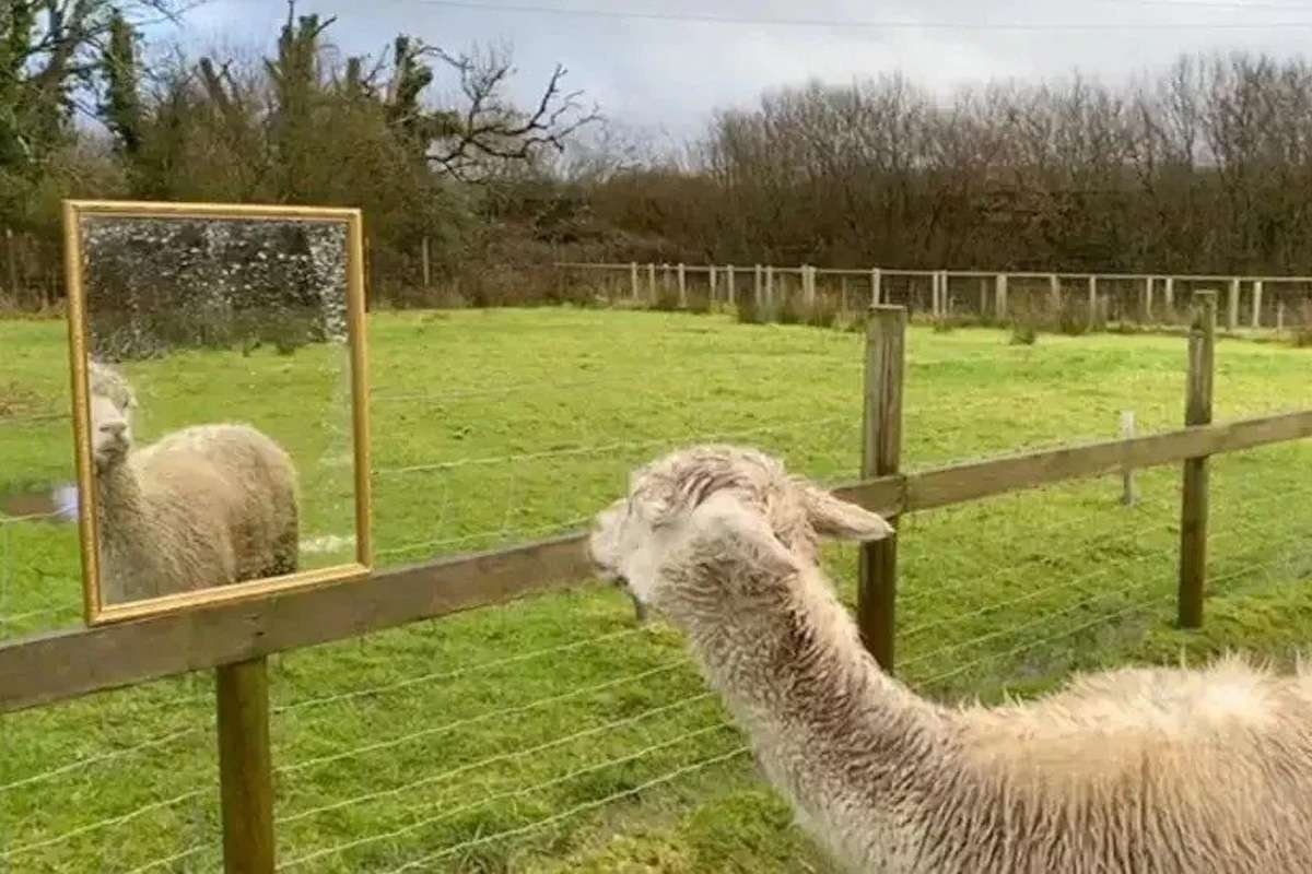 Is This The Secret To An Elderly Mammal’s Happiness? How Mirrors Are