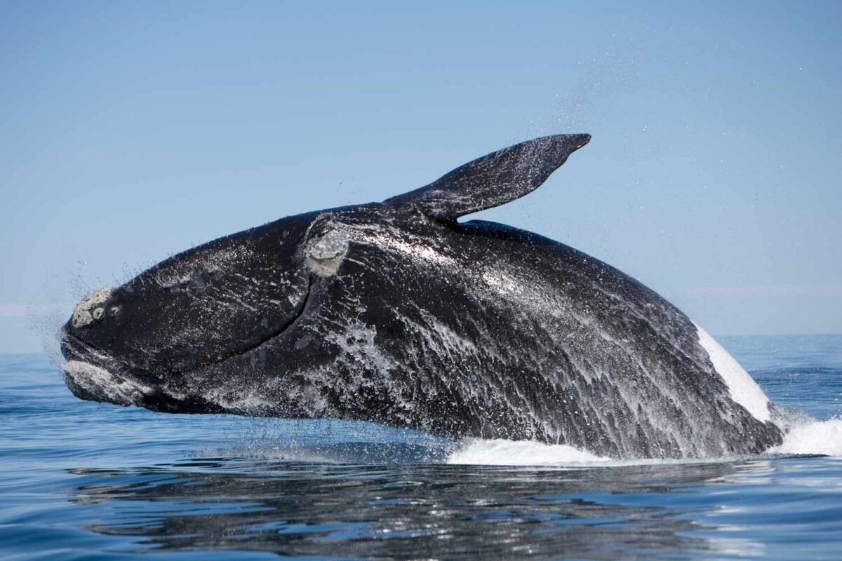 Is This Endangered Whale Population Finally Making A Comeback? New Data Reveals