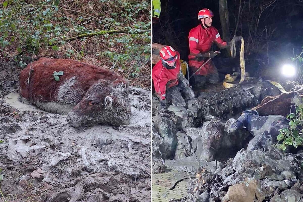 Urgent: Officials Have No Clue How Long This Animal Was Suffering In
