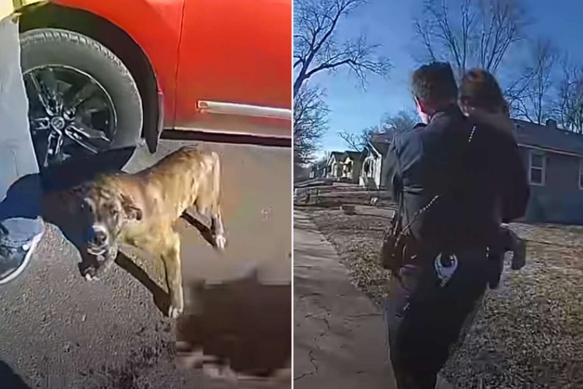 Police Just Declared: ‘some Heroes Have Four Legs’ – Is Your Pet