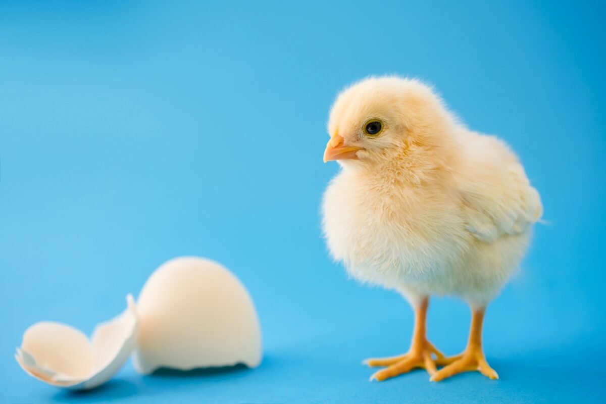 Did Baby Chickens Just Blow Our Minds About Language Origins? The Shocking