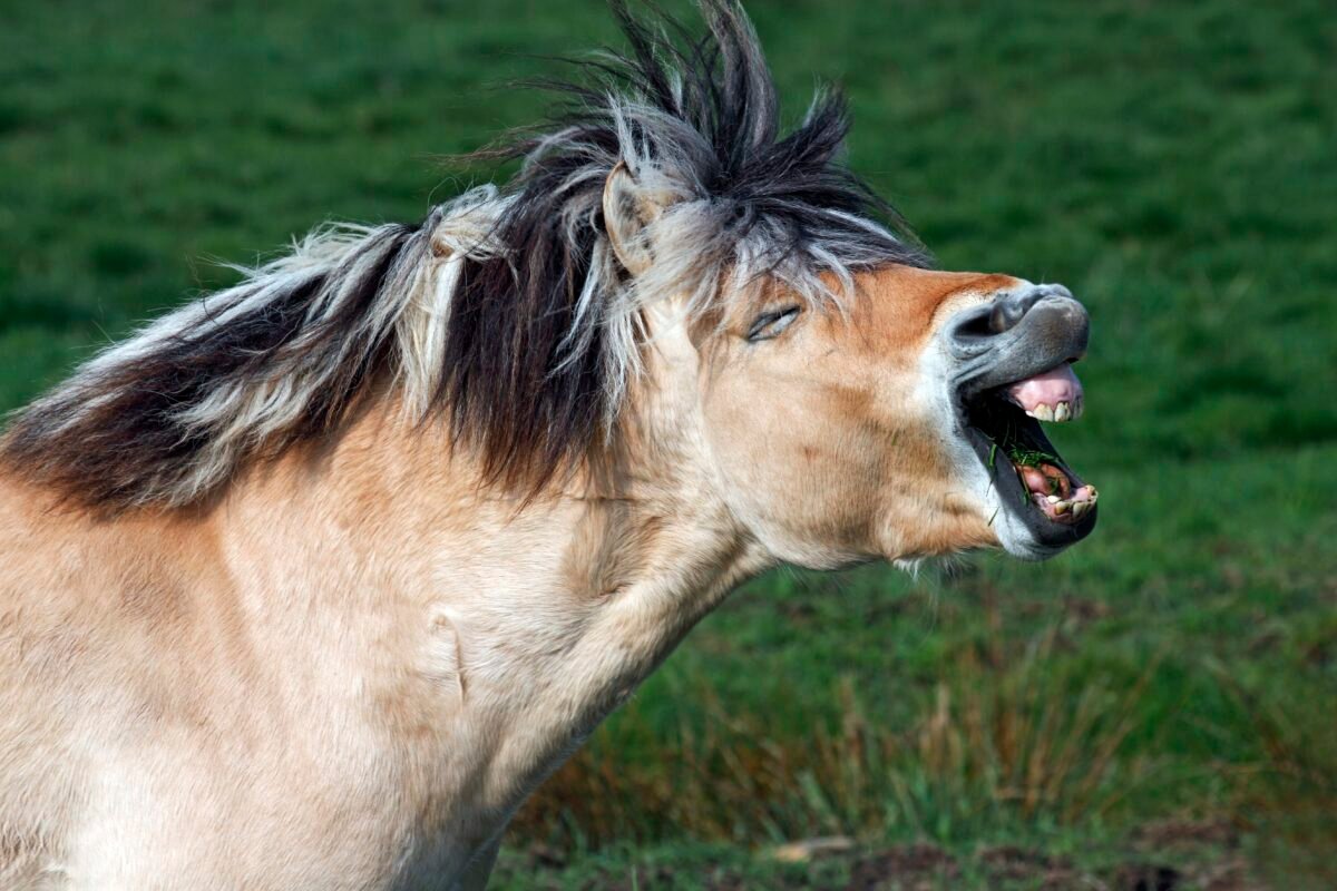 Are Horses Secretly Speaking In Code? New Study Reveals Shocking Whinny Secrets!