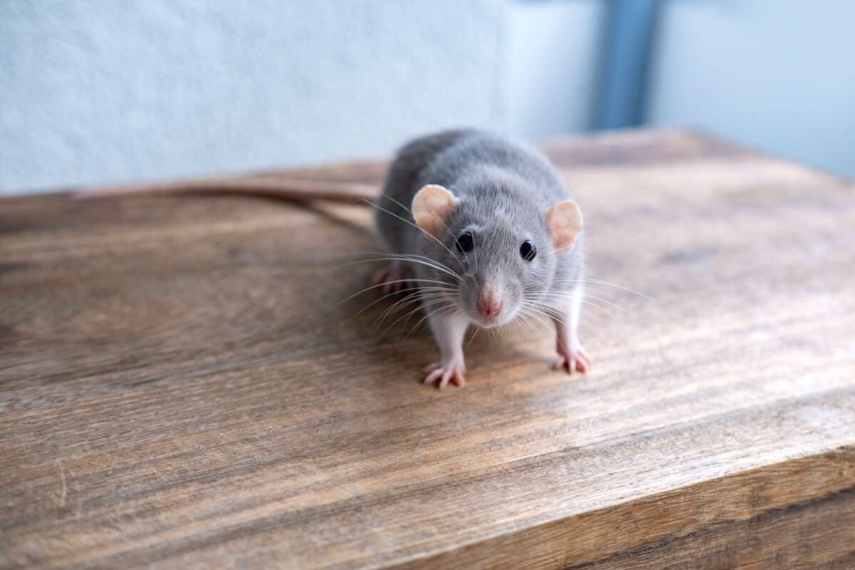 Months Of Mouse Mayhem: Did This Unlikely Hero End One Woman’s Epic