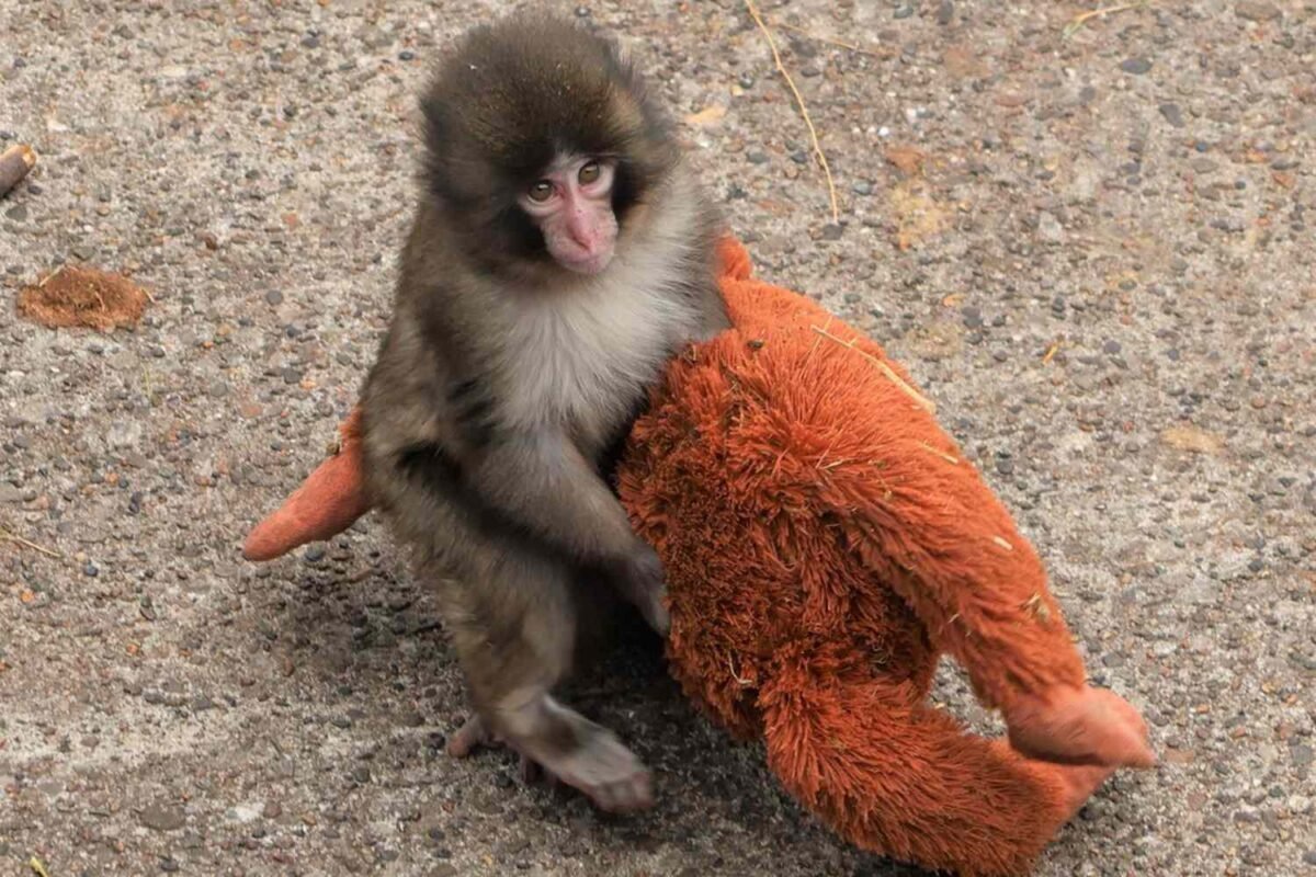 Is Punch Kun The Monkey’s Viral Fame All Thanks To His Adorable Secret