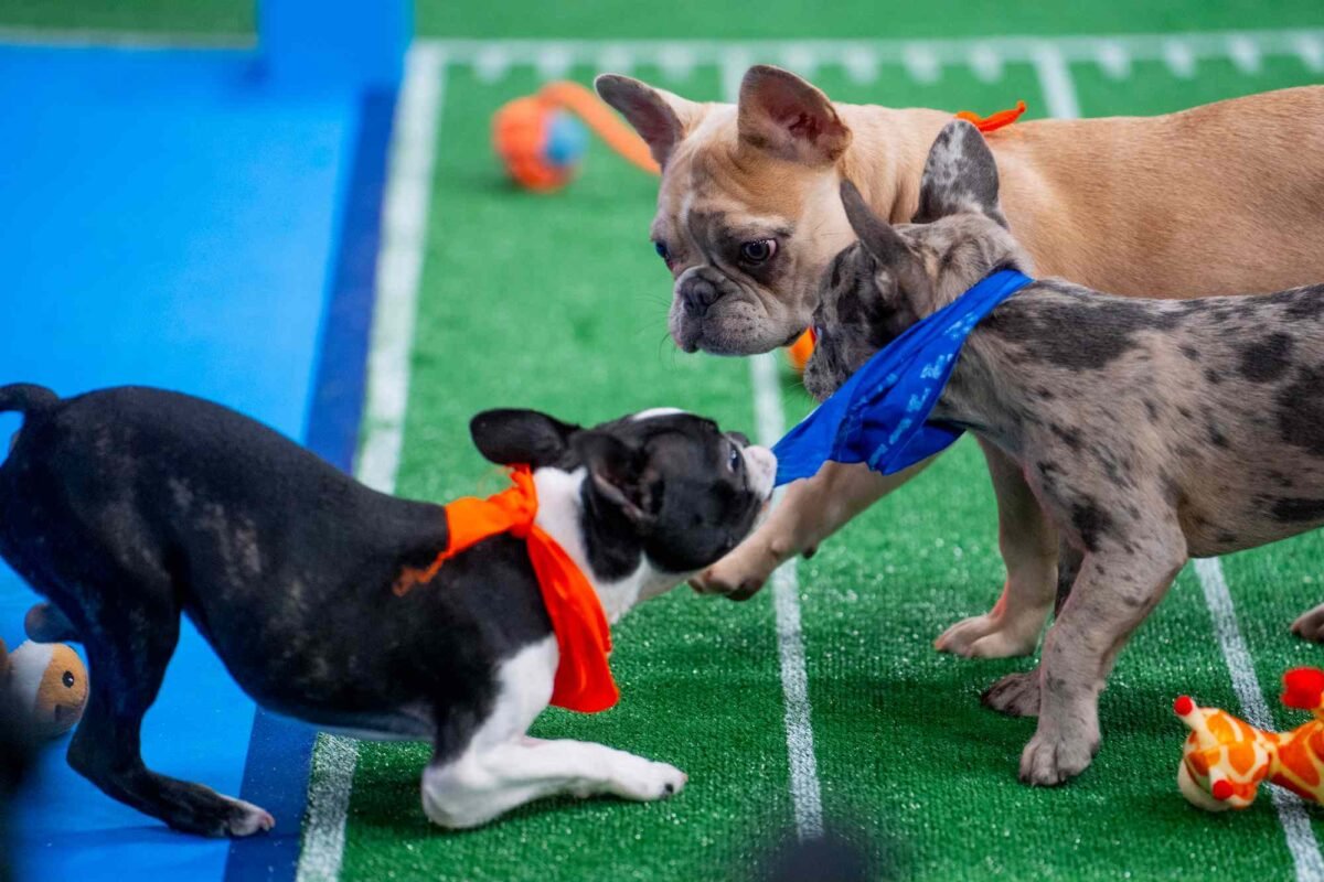 The 2026 Puppy Bowl Halftime Show: Get Ready To Bark! What’s The
