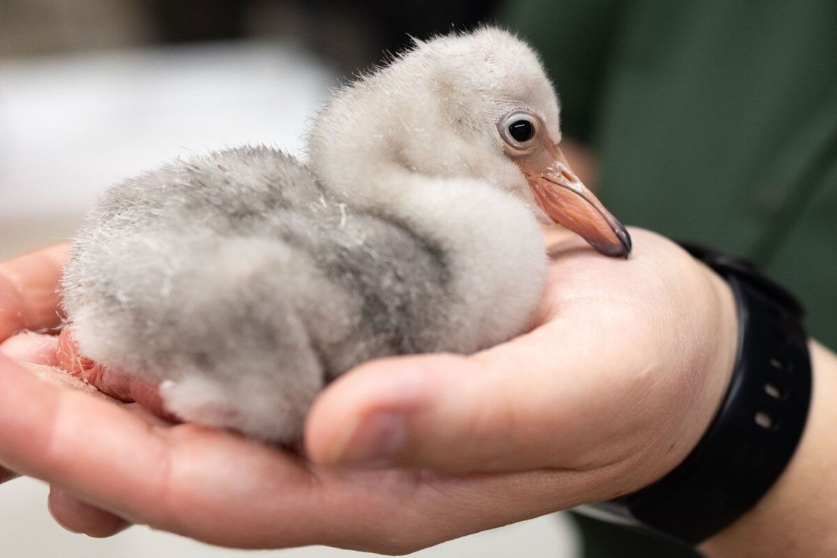 Breaking: Fort Worth Zoo Welcomes Eight Lesser Flamingo Births – Is This