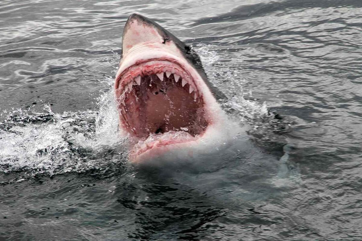 Is This U.s. State The Shark Attack Capital? Shocking Bite Stats Revealed!