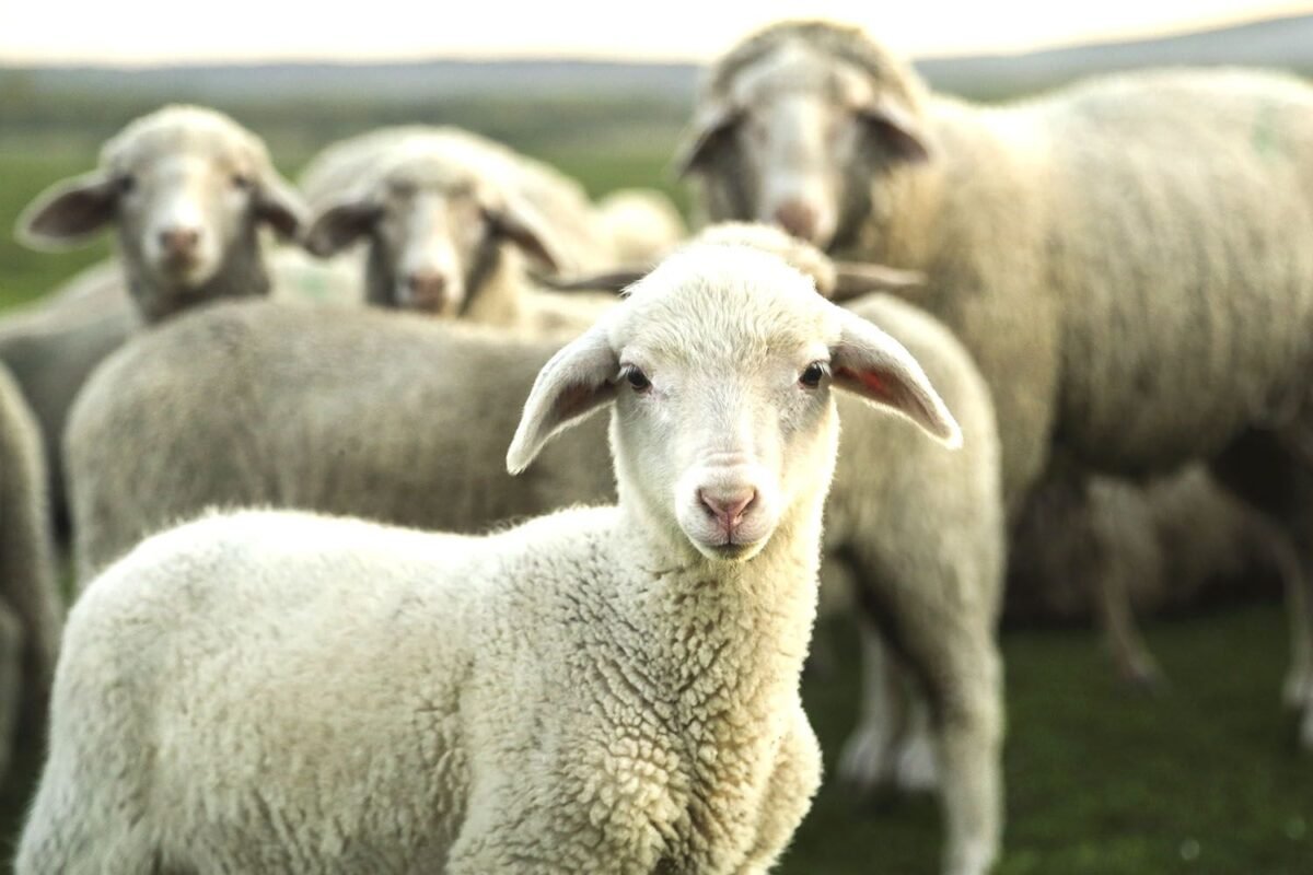 Okay, Editor, I’ve Got This! You’ve Given Me A Challenge Here –