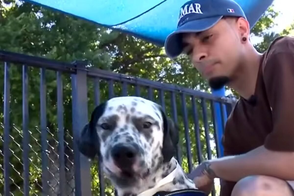 Did One Viral Video Spark The Most Emotional Abandoned Dog Rescue Mission