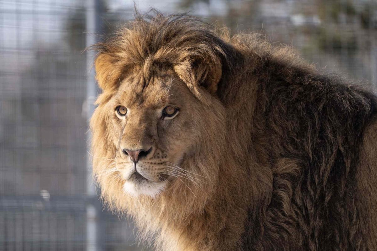 The Crate Mystery: Why Were These Lion Parents So Curious About Their