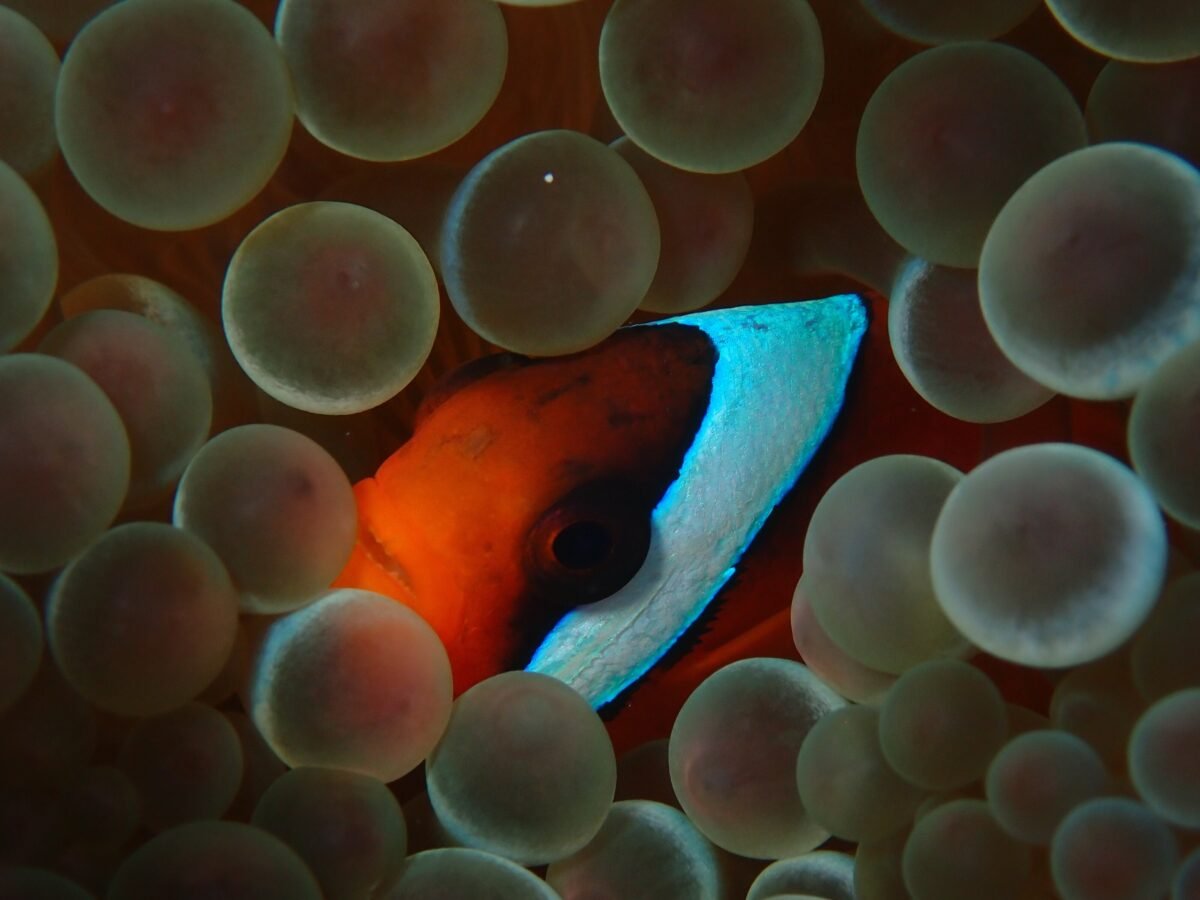 Unpredictable World, Smarter Fish: The Jaw Dropping Way Tomato Clownfish Adapt Their Stripes!