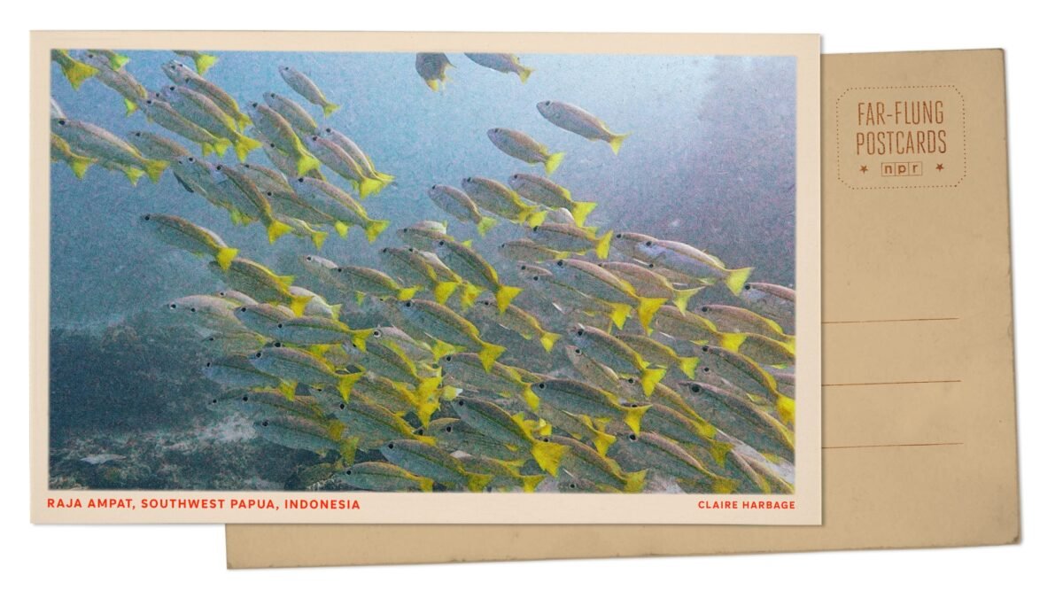 Is Raja Ampat The World’s Last True Underwater Paradise? Divers, Listen Up!