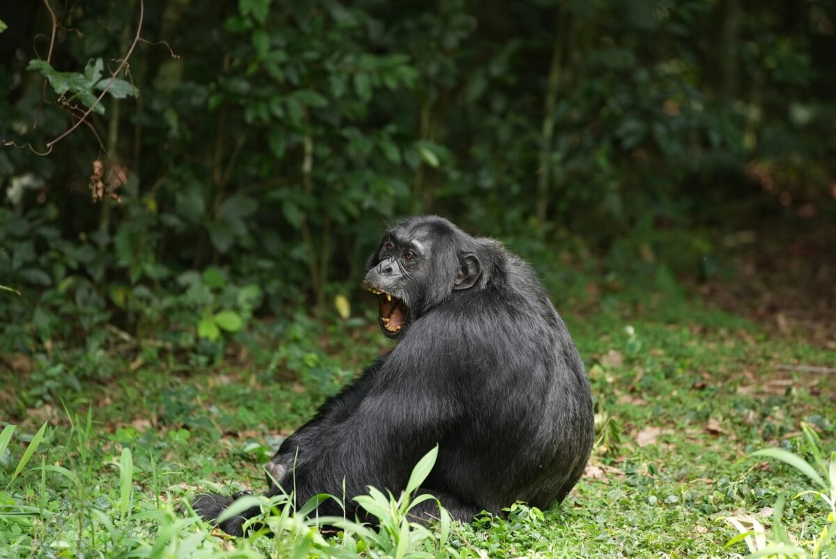 Are Wild Chimpanzees Secretly Getting Drunk On Fermented Fruit? Scientists Uncover Shocking