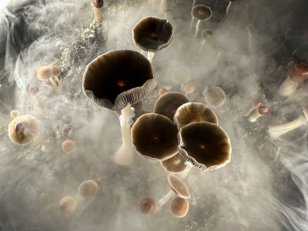 Is Psilocybin The Unexpected Cure To Kicking Your Smoking Habit For Good?