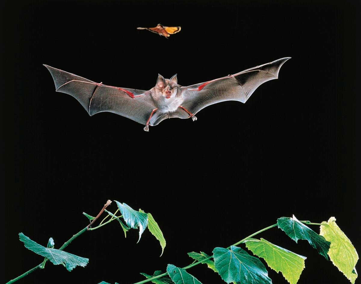 Is This Ai Secretly Vaccinating Wild Bats? Uncover The Shocking Impact On