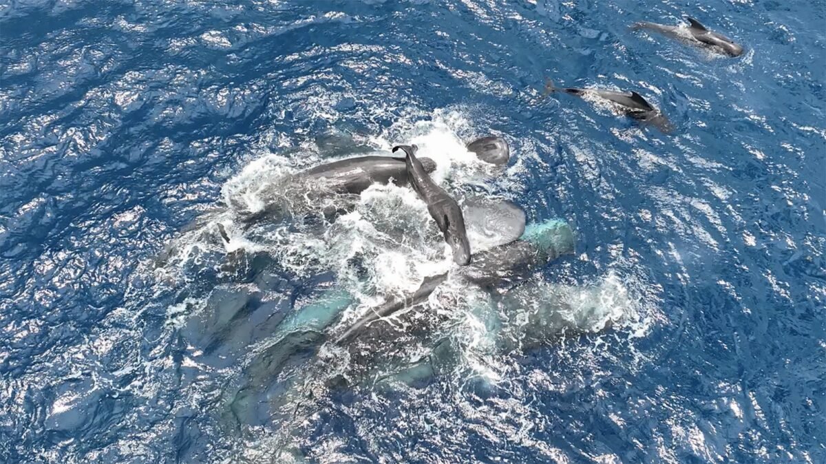 Omg! Did Scientists Just Uncover The Ultimate Secret To Sperm Whale Birth