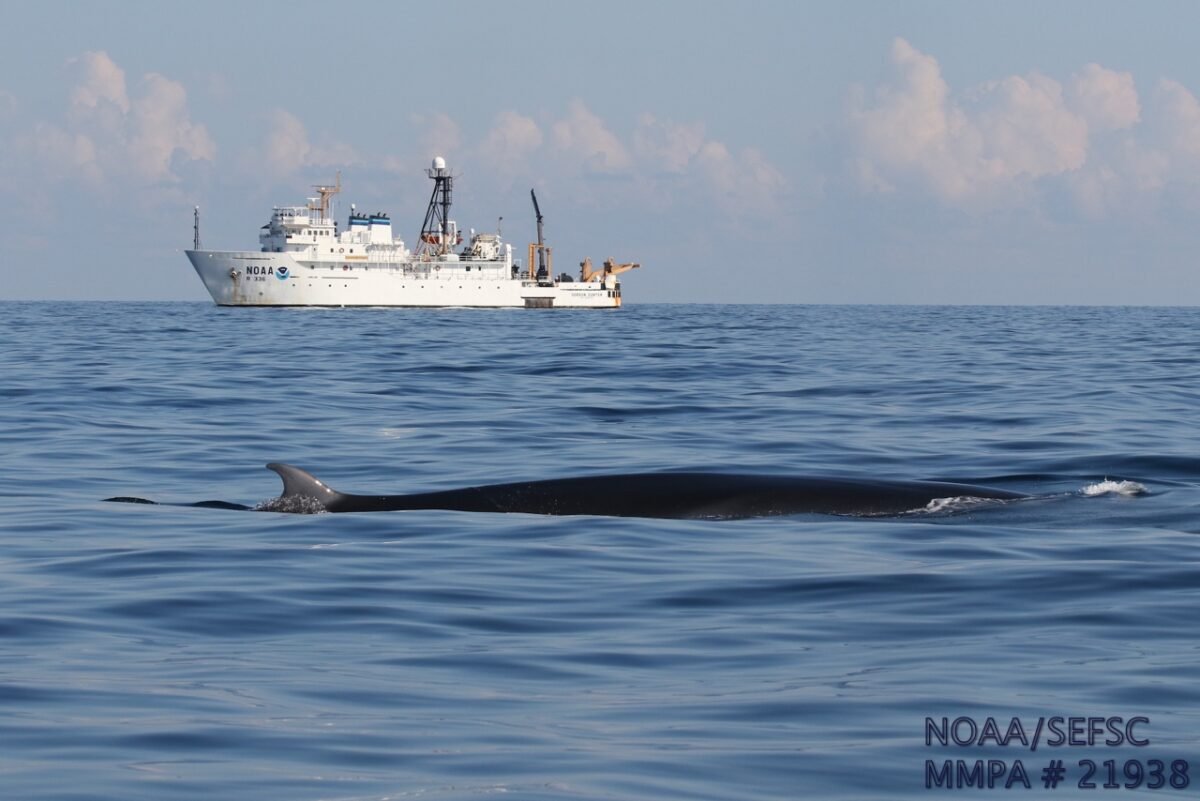 Is The ‘energy Emergency’ A Secret Weapon Against Endangered Species Protection? Hold