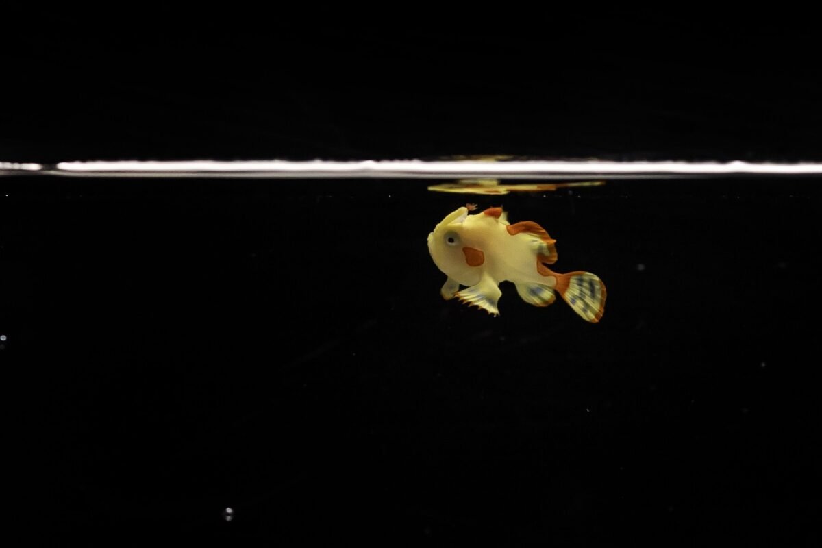 Could This Tiny Fish Unlock The Future Of Raising All Marine Species