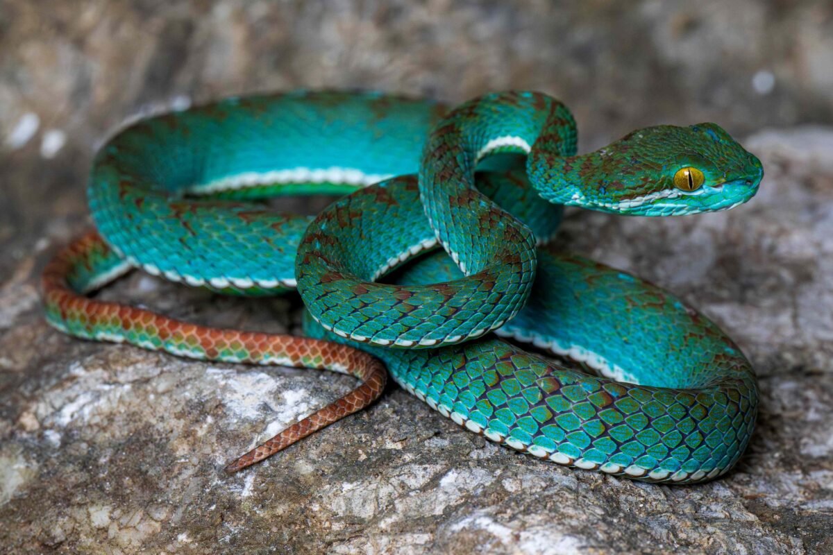 Are Cambodia’s Deep Caves Hiding Still More Unnamed Species? What Scientists Just