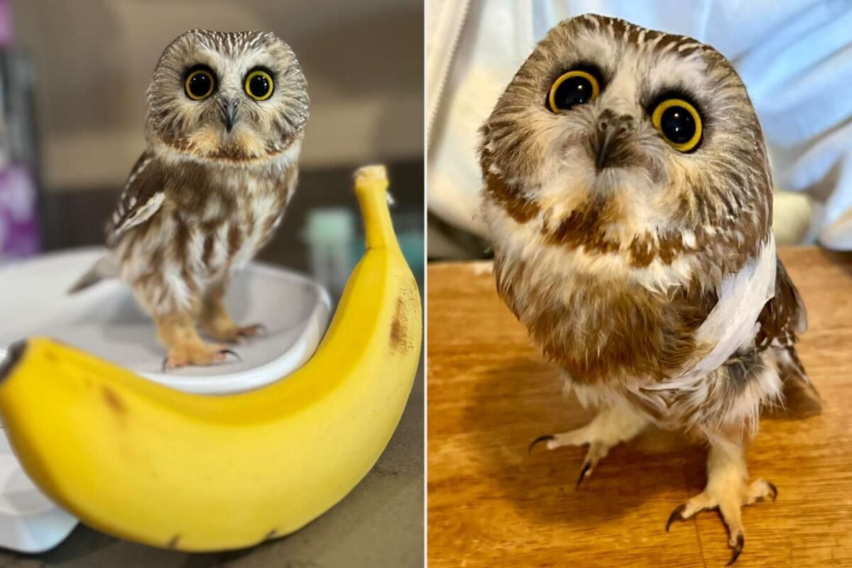 Is This Internet Famous Owl The Unlikely Hero In A Lung Cancer