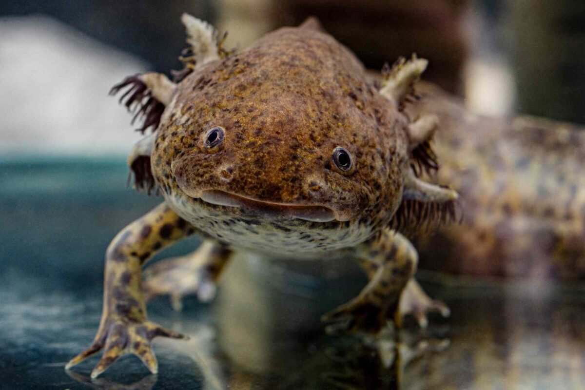 Is This The Most Shocking Animal Find In Wales? One Girl’s Unbelievable