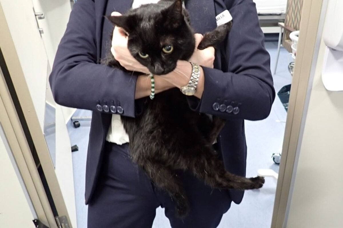 Miracle At Sea: Is This The Most Viral Cruise Ship Rescue Story