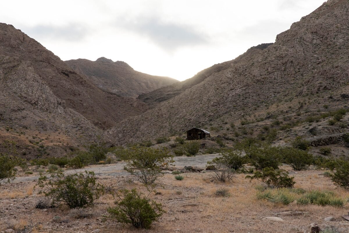 Is This Botanist’s 15 Year Hunt For Death Valley’s Rarest Plant A Race