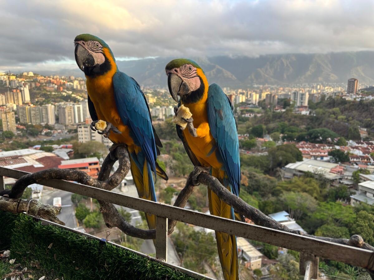 Is Caracas Losing Its Rainbow? The Shocking Reason Its Iconic Macaws Are