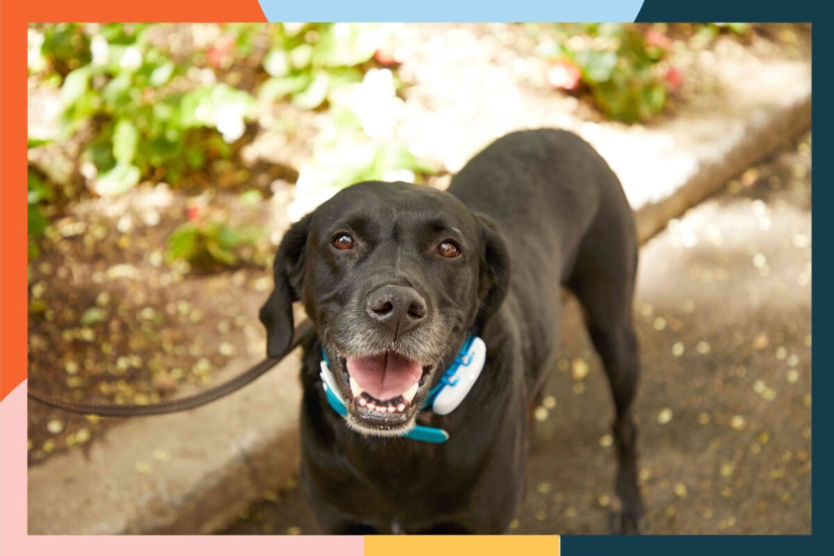 Could The Petfon 2 Smart Tracker Be The Ultimate Pet Safety Device
