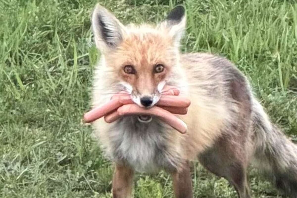 Is This The Cutest Suspect Ever Released? Police Joke About A ‘full