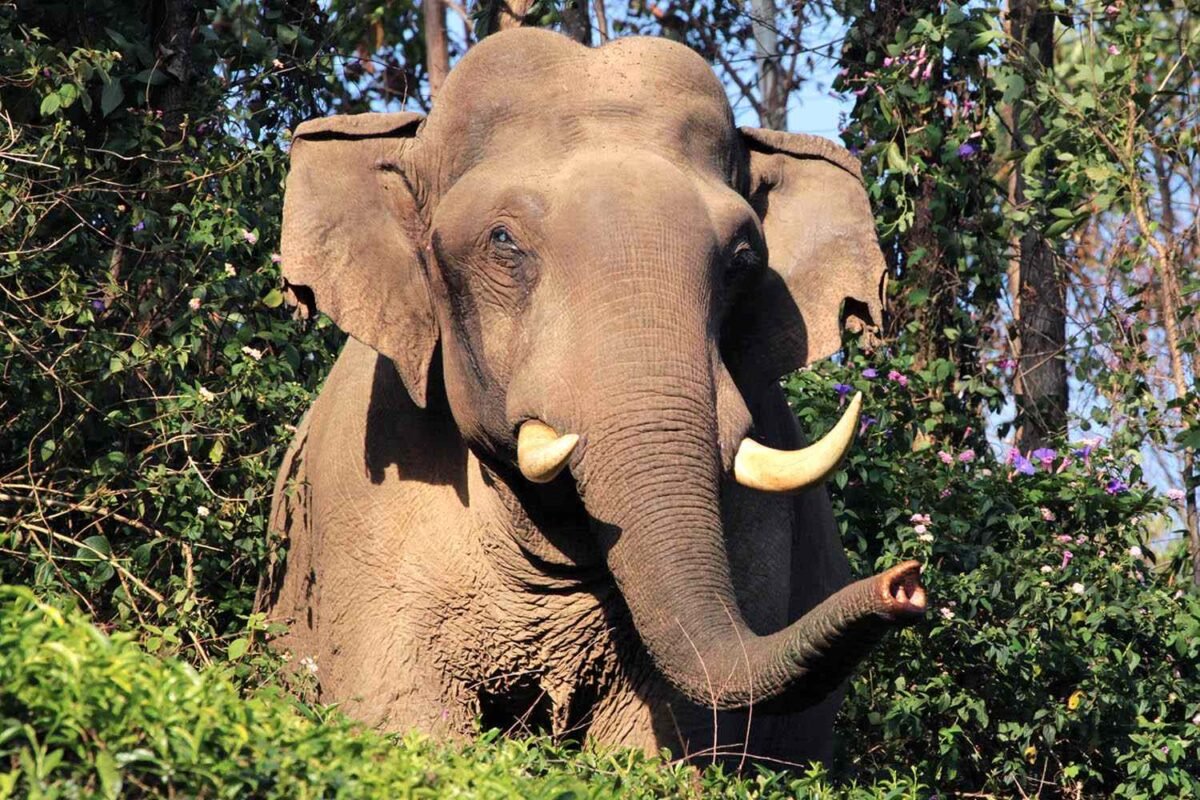 Southern India’s Deadly Secret: What’s Driving The Spike In Fatal Elephant Attacks?