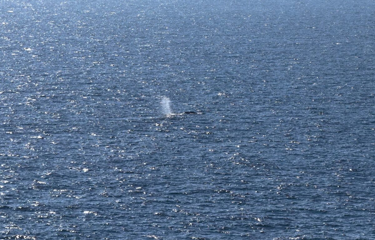 Did Timmy The Humpback Whale Get His Happy Ending? The Global Obsession