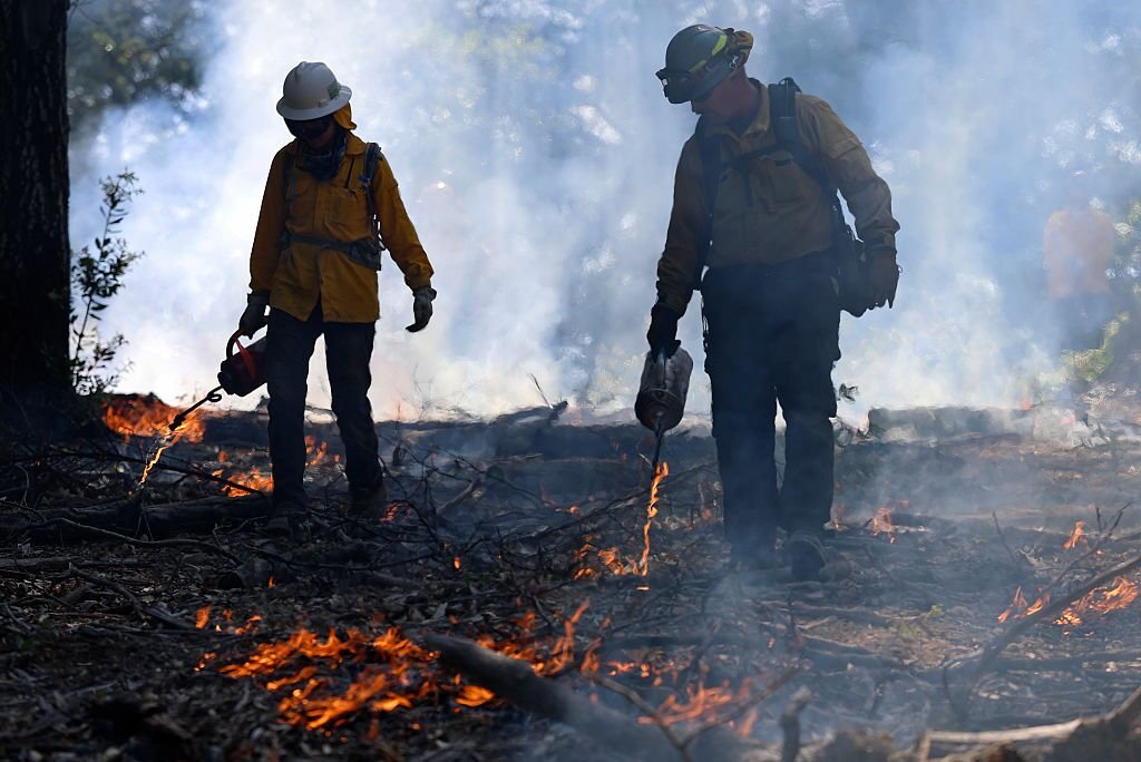Did America’s Forests Just Become A Tinderbox? The Shocking Decline In Us