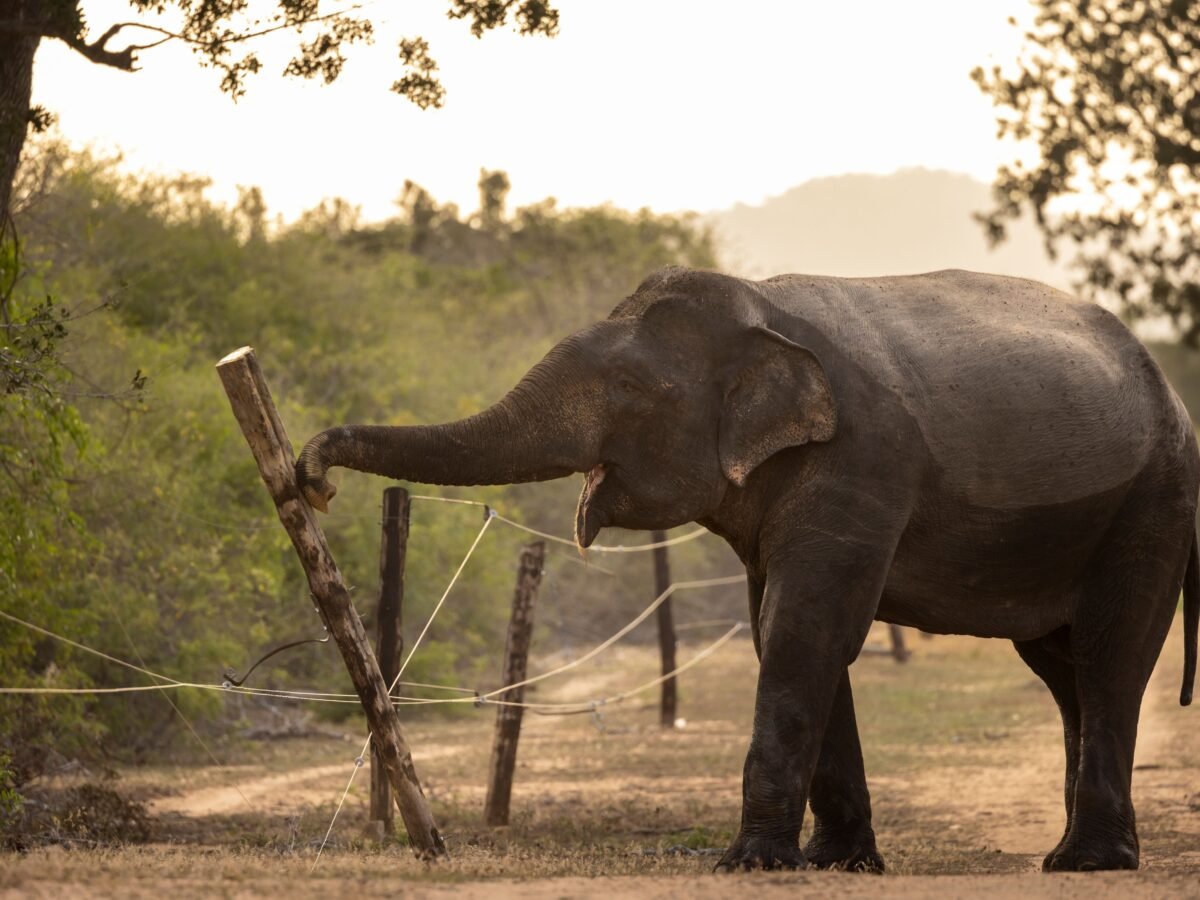 Is Sri Lanka’s Sacred Reverence For Elephants Fueling A Deadly Crisis? In