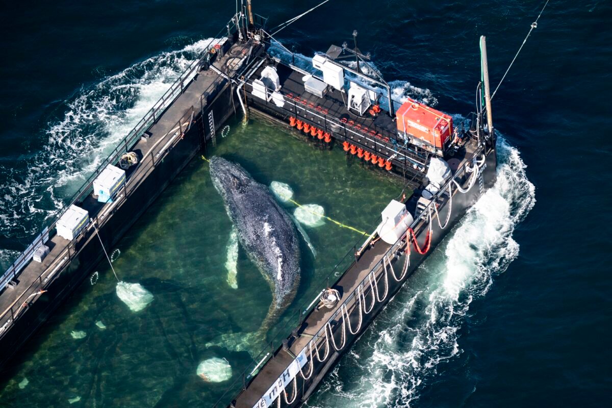 Heartbreak In The Baltic: The Tragic End Of A Rescued Humpback Whale