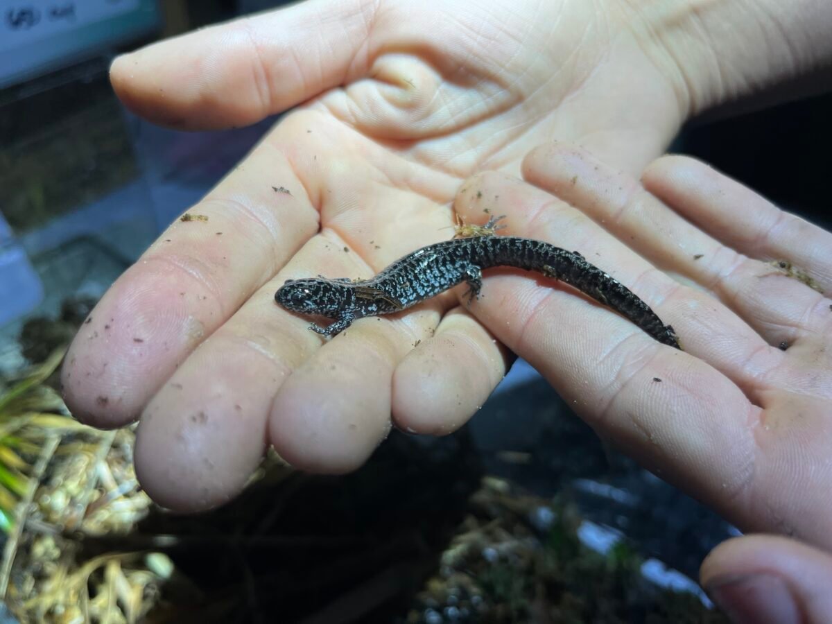 Facing Extinction: Is This The Last Stand For The Frosted Flatwoods Salamander?