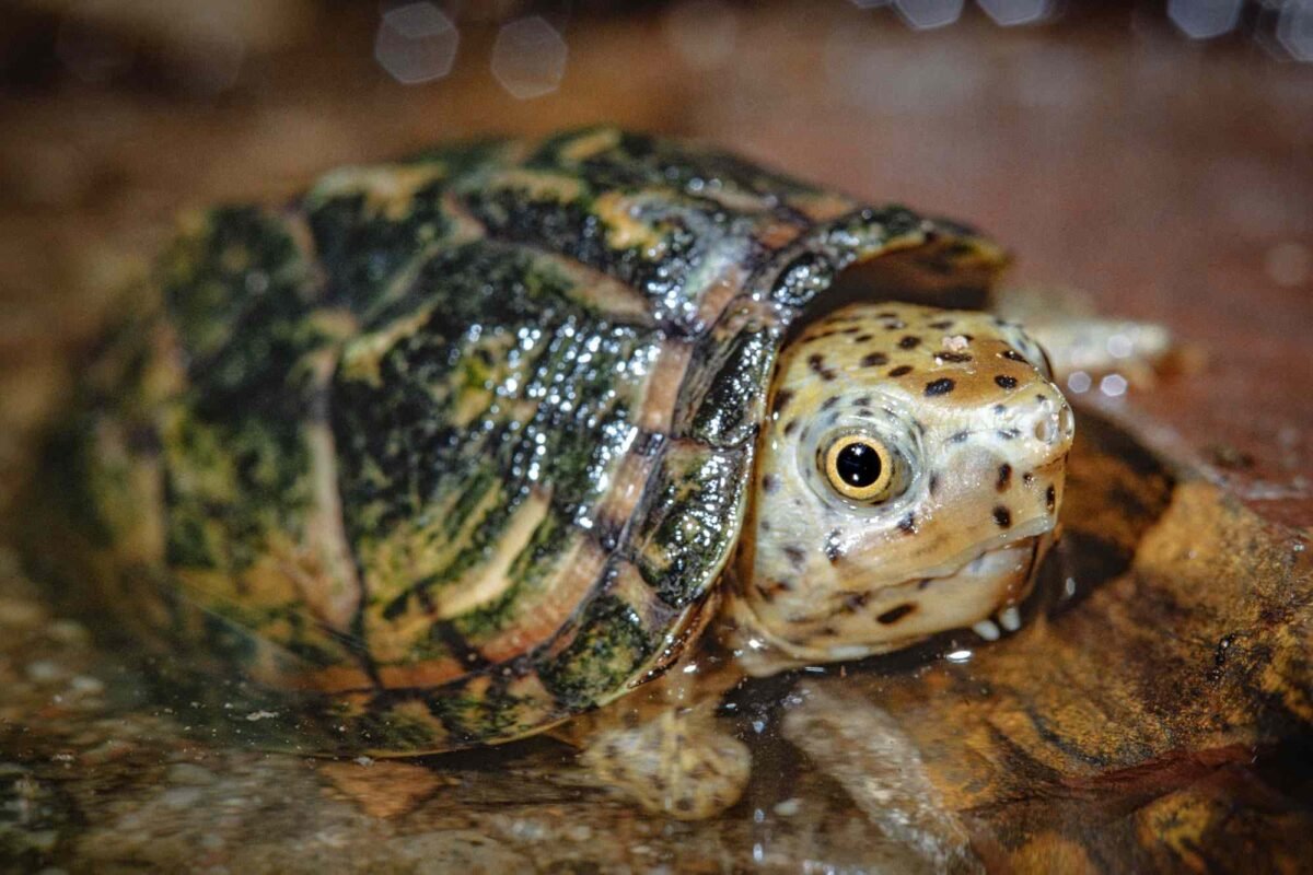 Daly City Shocker: Is This Man Allegedly Smuggling Rare Loggerhead Musk Turtles