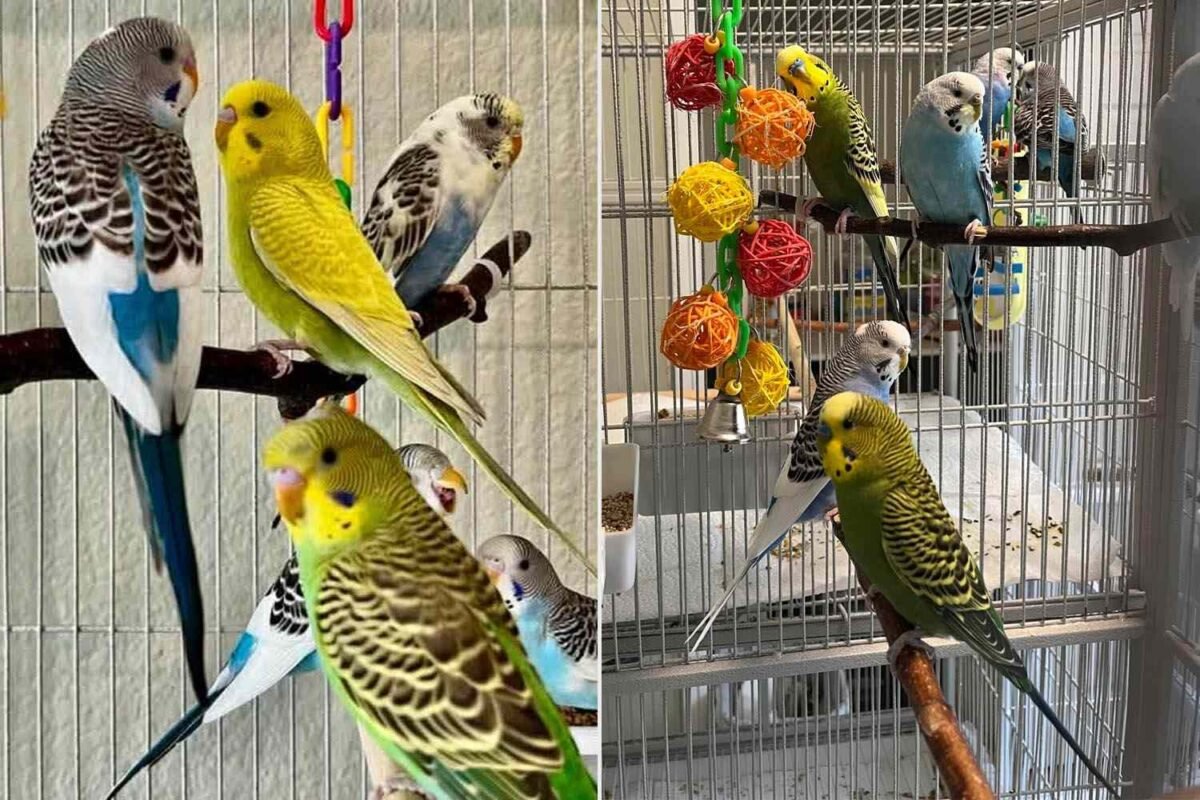 Seriously?! This Pet Owner Let Animals Breed Because They ‘wanted To’ —