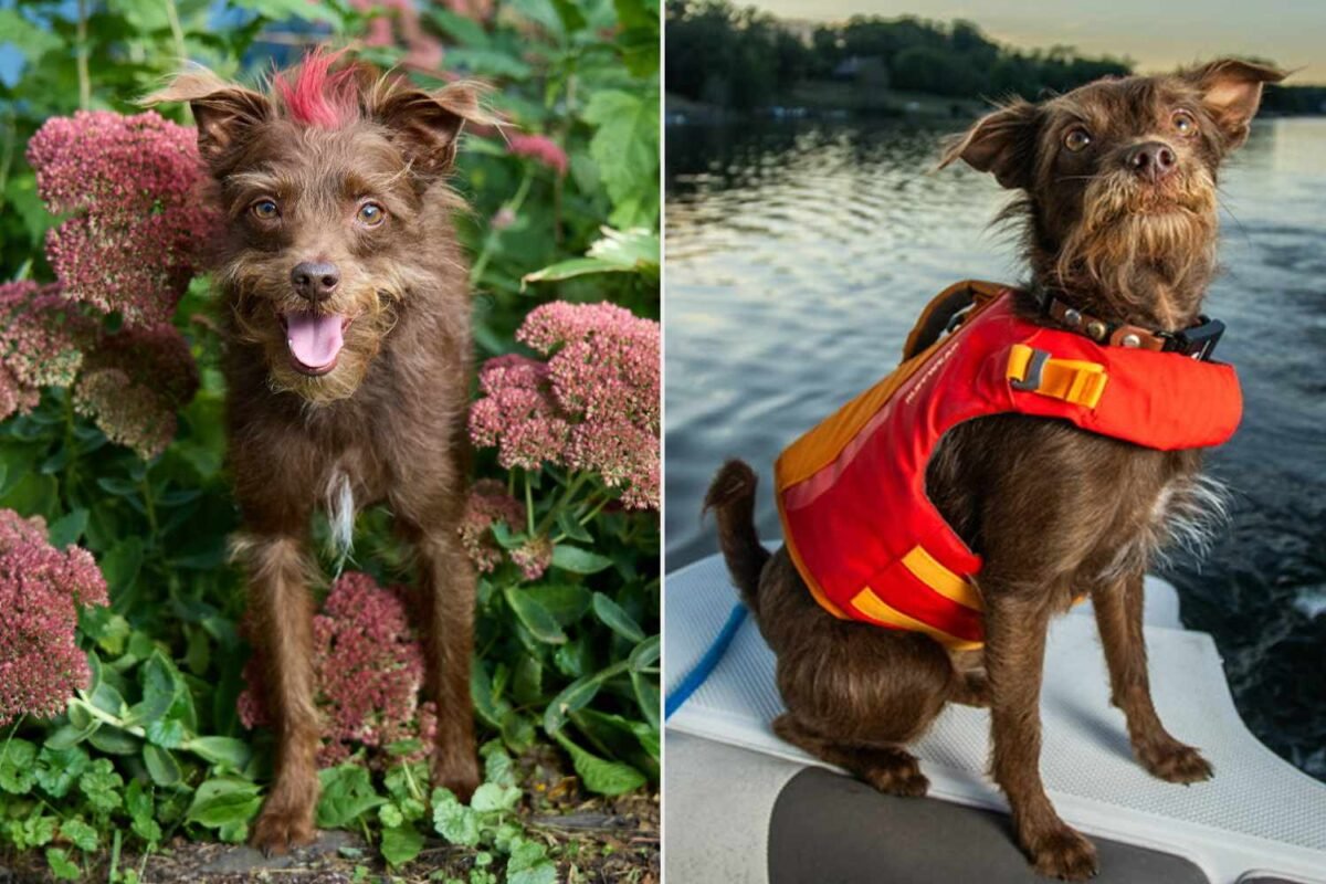 Are Your Favorite Cutest Rescue Dog Winners Still On Top? A 2026